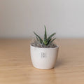 Custom Zebra Succulent