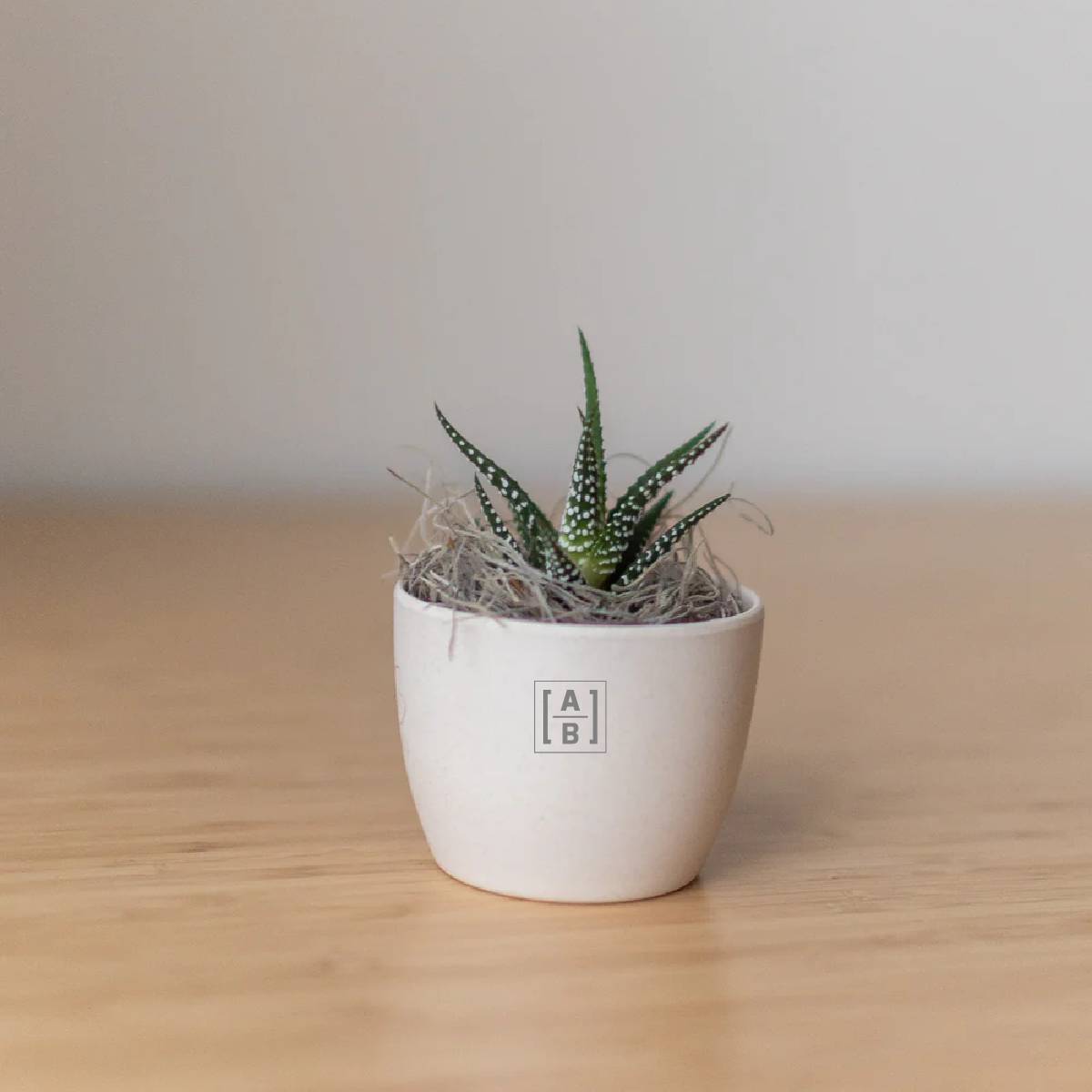 Custom Zebra Succulent