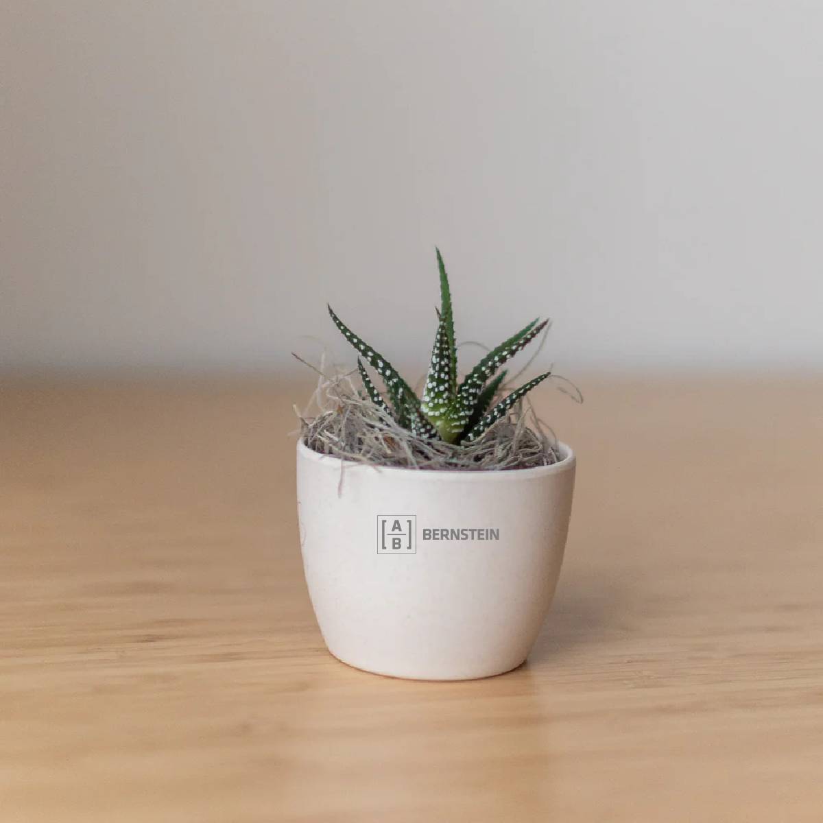 Custom Zebra Succulent