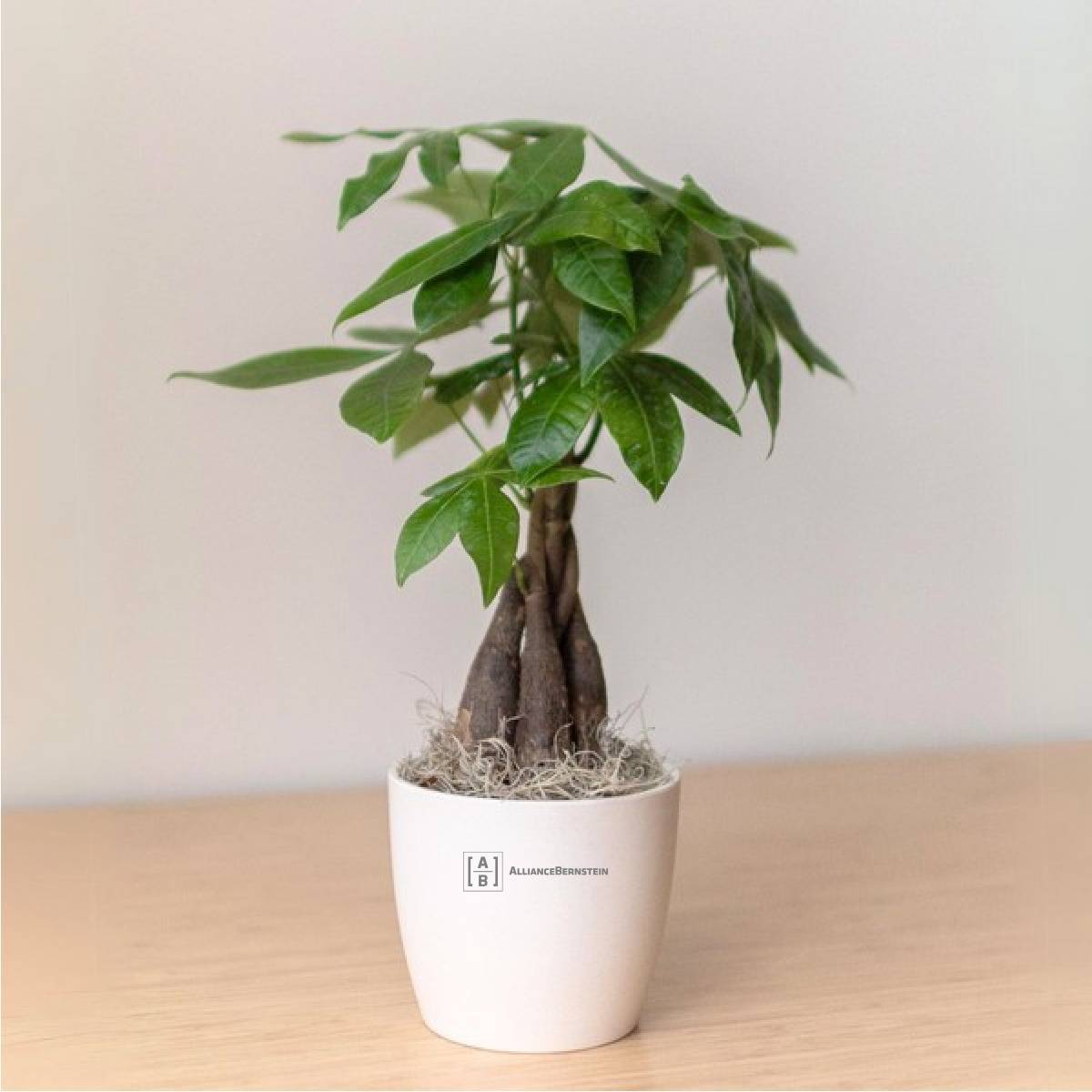 Custom Money Tree